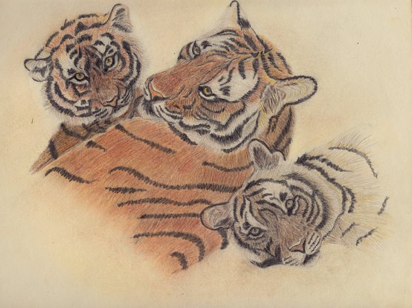 tiger colored pencil sketch