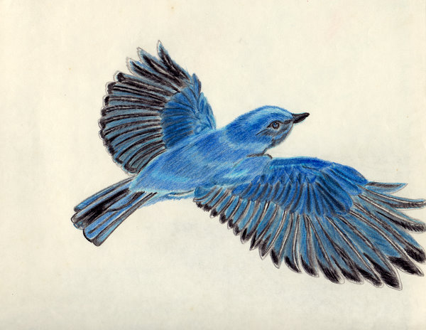 bird flying drawing