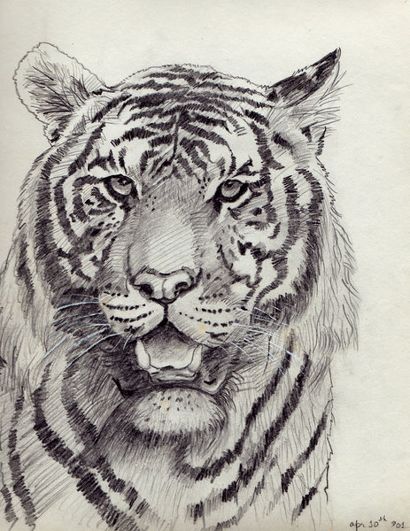 tiger pencil drawing