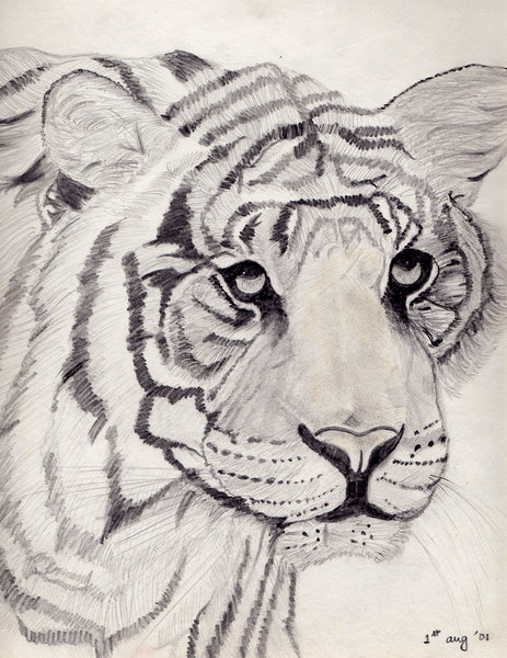 tiger drawing