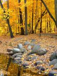 Autumn scenery photos yellow