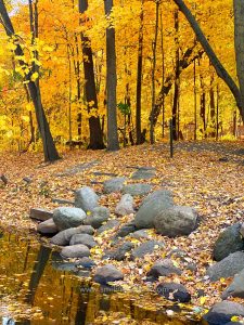 Autumn scenery photos yellow