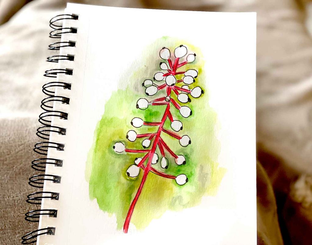 doll's eye plant watercolor