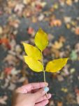 fall leaves images