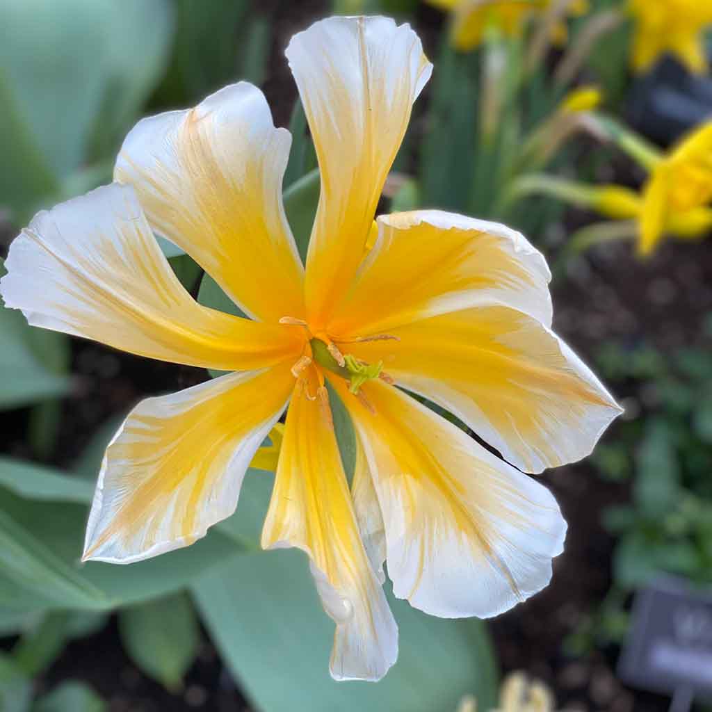 flower-reference-photos