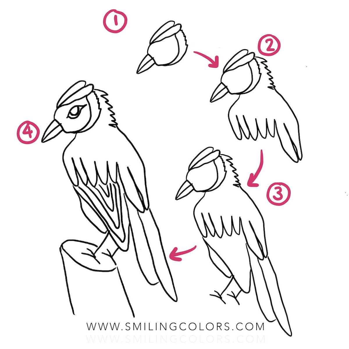 How to draw a blue jay bird