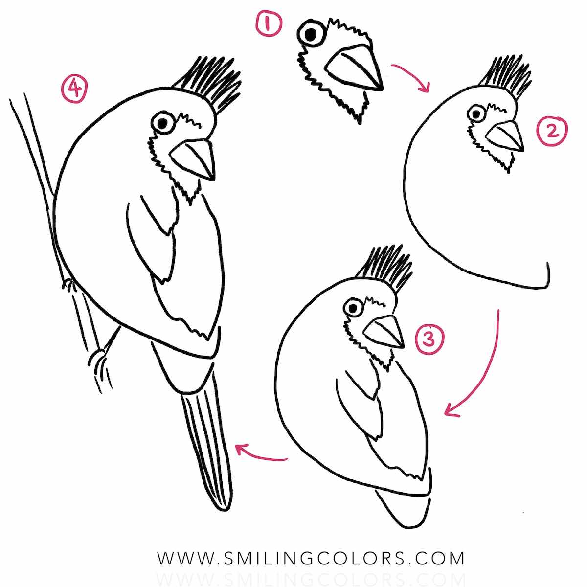 How to draw a cardinal bird