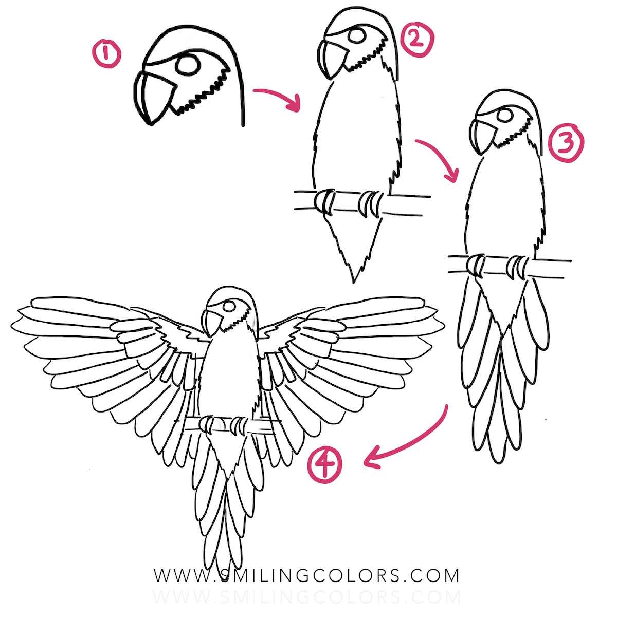How to draw a parrot bird