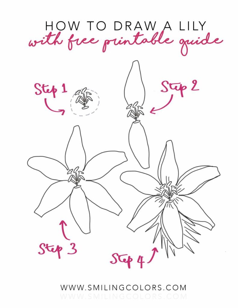 how to draw a lily step by step